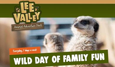 Meerkats at Lee Valley Adventure Park