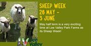 Sheep Week at Lee Valley Farms.