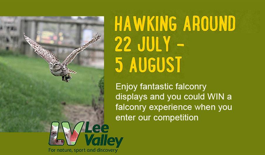 Hawking Around at Lee Valley Park Farms
