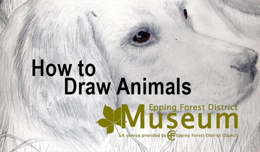How to Draw Animals, workshops for young and not so young at Loughton and Epping Libraries.