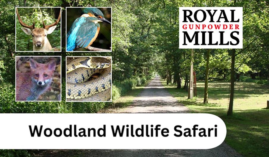 Woodland Wildlife Safari at the Royal Gunpowder Mills, Waltham Abbey.