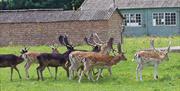 A part of the herd of deer at the Royal Gunpowder Mills