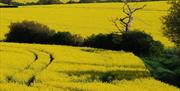 Fields of rapeseed at Waltham Abbey.