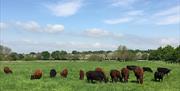 Cattle grazing in Roding Meadows