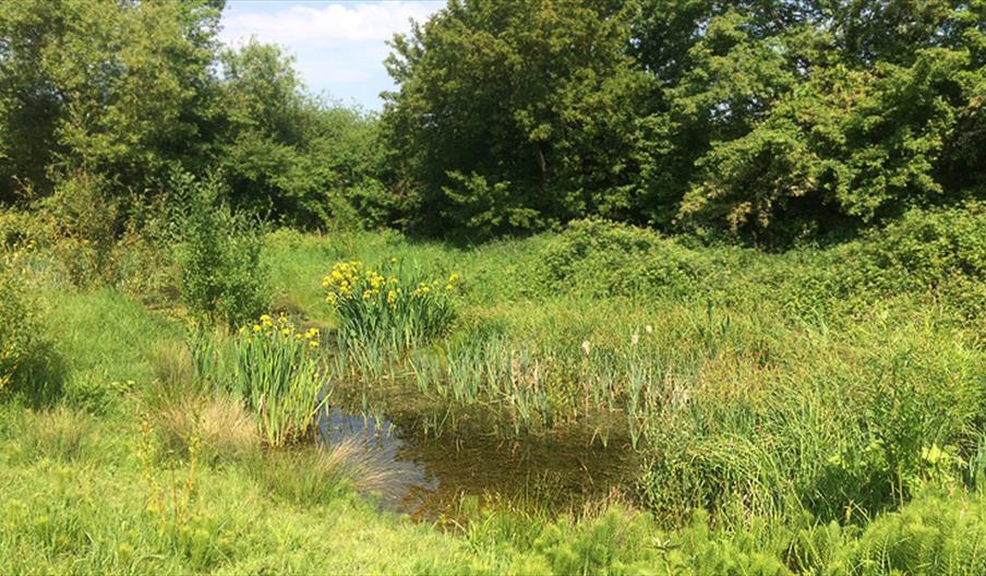 The pond at Swaines Green Wildlife Site, Epping.