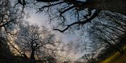 Trees in Epping Forest photographed by artist in residence, Marion Sidebottom.
