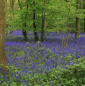 Hanningfield Bluebell Wood