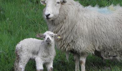 Picture of sheep grazing at Langdon