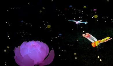 Enchanted Trail of Light