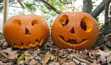 Carved pumpkins
