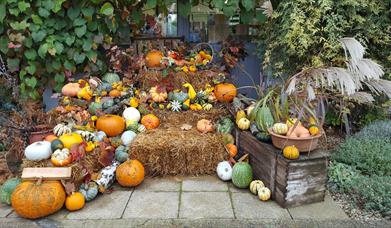 Half Term Pumpkin Trail