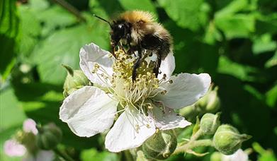 Fingringhoe Nature Scavenger Hunt