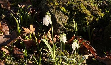 Ultimate Snowdrop Sale