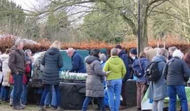 Ultimate Snowdrop Sale