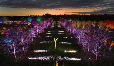 A long shot of the garden at night with bare trees and purple/blue lights 