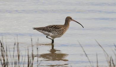 What's that Wader? ID Afternoon