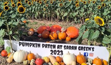 Pumpkins at Sarah Green's
