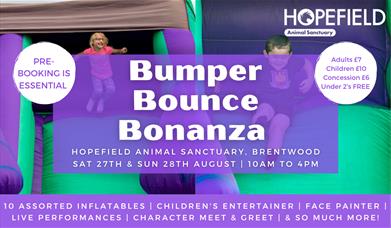 Bumper Bounce Bonanza