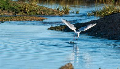 Seabird diving for food in the Blackwater estuary near Goldhanger, by James Crisp