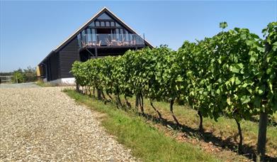 Clayhill Vineyard