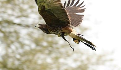 Harvest Falconry at Audley End