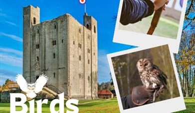 Birds & Arrows