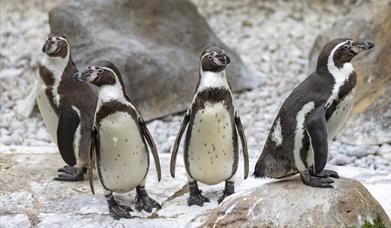 Penguins at Colchester Zoo