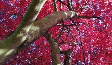 Autumn Colours Half Term Open Days