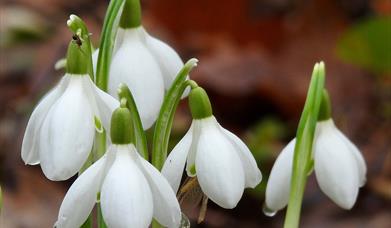 NGS Snowdrops Opening