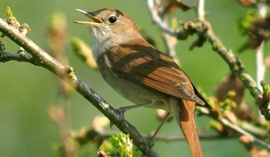 Guided Nightingale Walks