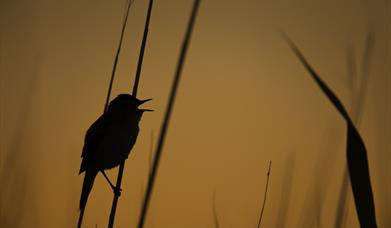 Dawn Chorus at Rainham Marshes