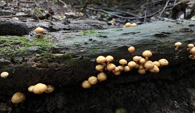 Workshop: Familiar Fungi for First timers