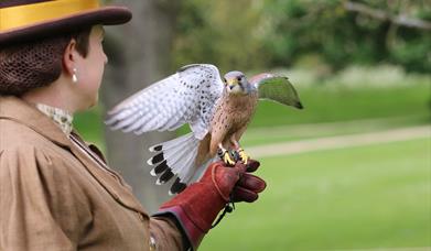 Harvest Falconry at Audley End