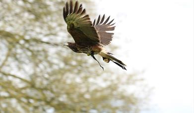 Harvest Falconry at Audley End