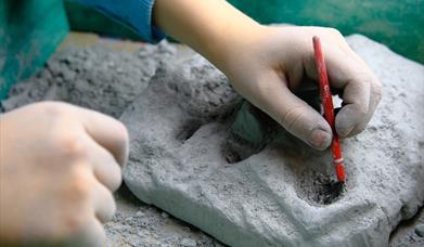 A child dusts an imitation fossil with a brush.