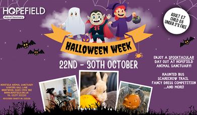 Halloween Week