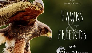 Hawks & Friends at Hedingham Castle