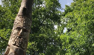 A wooden face carved into a tree at High Woods Country Park