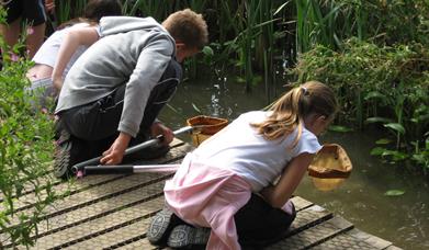 Grange Farm Pond Dipping