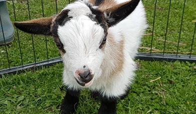 Alpaca Walking Experience (with pygmy goats too!)