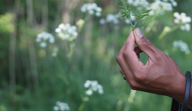 Foraging With The Pines
