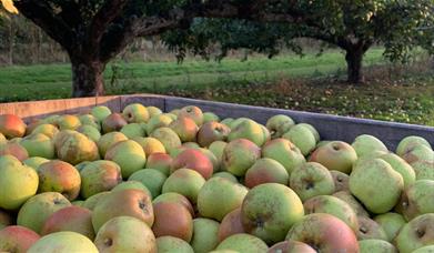 Trays of picked apples at Daymens Hill Farm