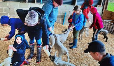 Lamb Season at Layer Marney Tower