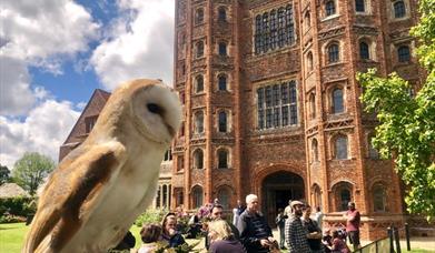 Falconry Display on Father's Day,
