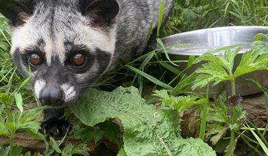 Exotic Animal Weekend
