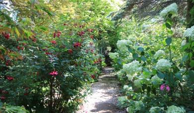Beautiful garden with path through hydrangeas and acer trees