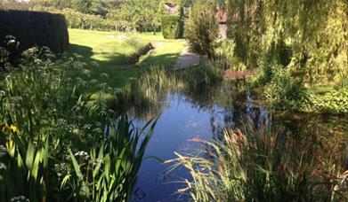 Beautiful garden with pond and reeds