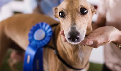 Dog with rosette