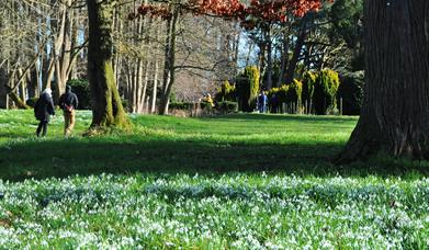 Snowdrop Open Days
