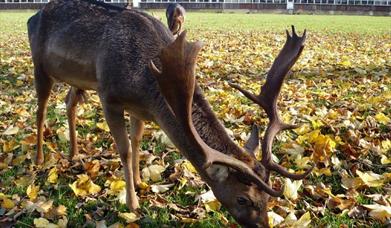 Autumn Woodland Wildlife Safari Tour